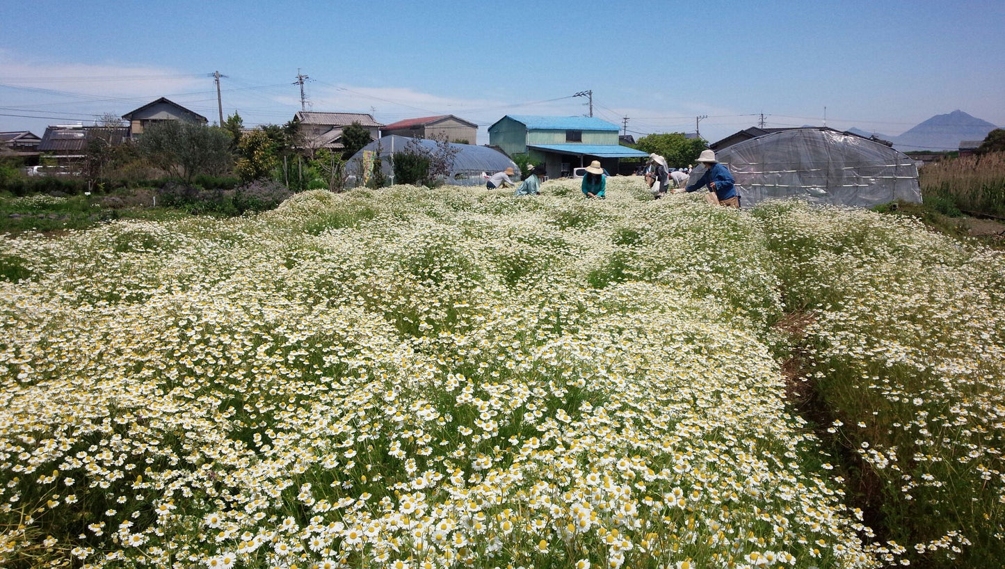 熊本ハーブ園のハーブティ3種セット